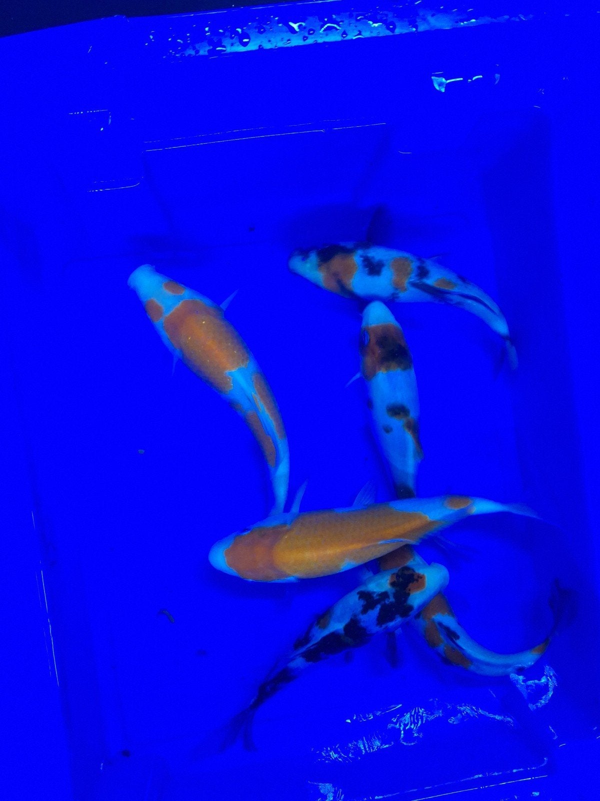 Koi 1 jarig, Karper of Koi