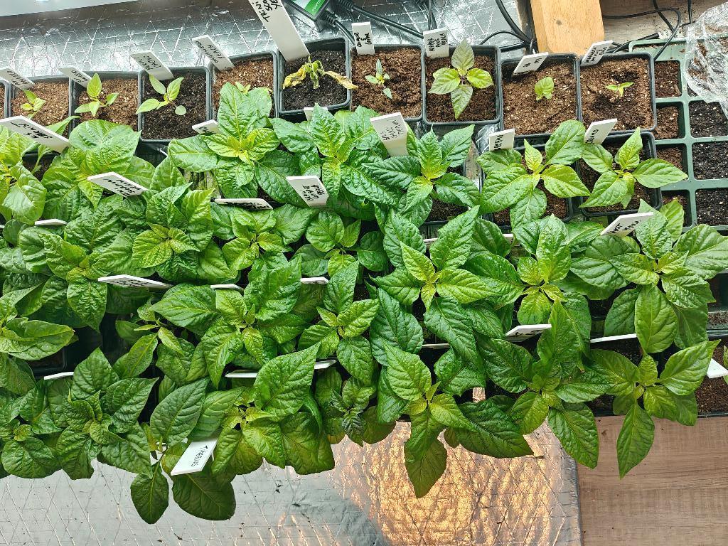 Peperplanten, Ophalen, Volle zon, Groenteplanten, Tweejarig