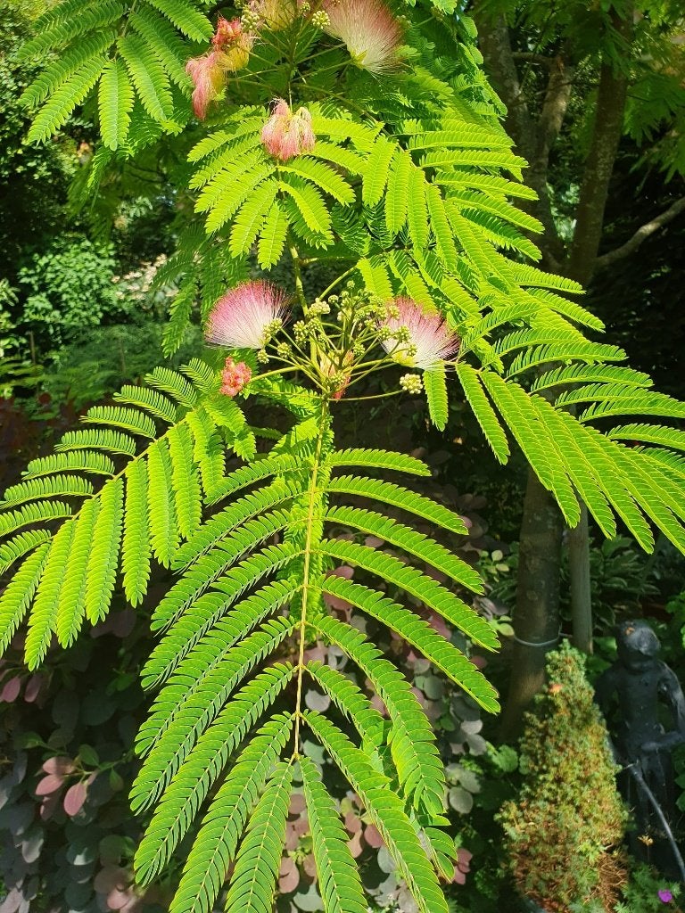 Perzische Slaapboom (Albizia Julibrissin), Tuin en Terras, Halfschaduw, Overige soorten, 100 tot 250 cm, Zomer