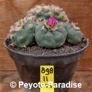 Oude unieke Peyote Cactussen ! - Lophophora jourdaniana, Verzenden, Cactus, Volle zon, Minder dan 100 cm