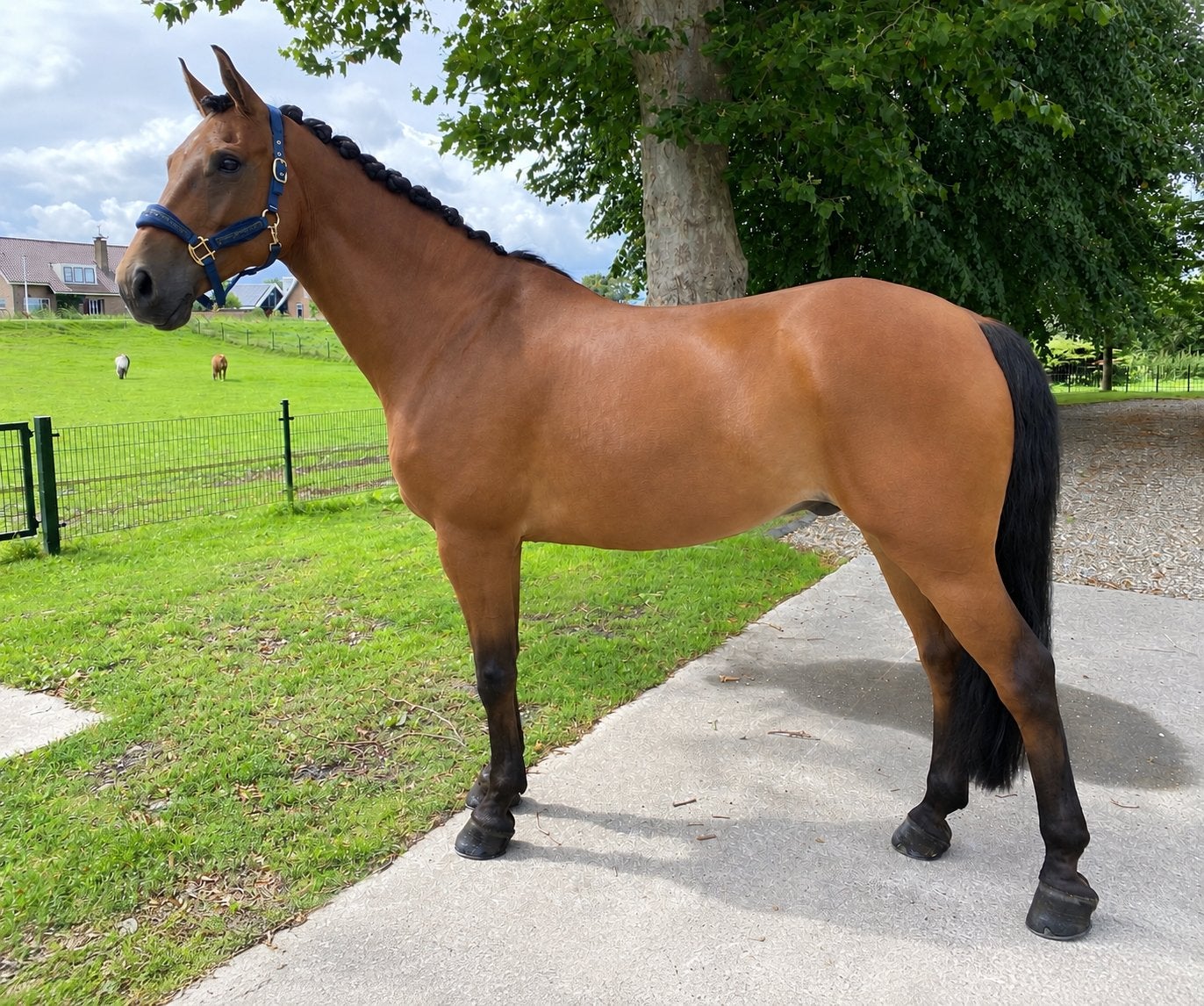 Mooie ruin!, Dieren en Toebehoren, Ruin, Dressuurpaard, 11 jaar of ouder, 165 tot 170 cm