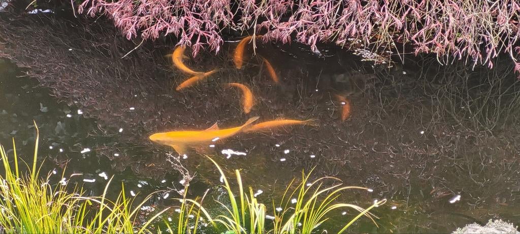 Vijver goudvissen, Dieren en Toebehoren, Vissen | Vijvervissen, Goudvis(sen)