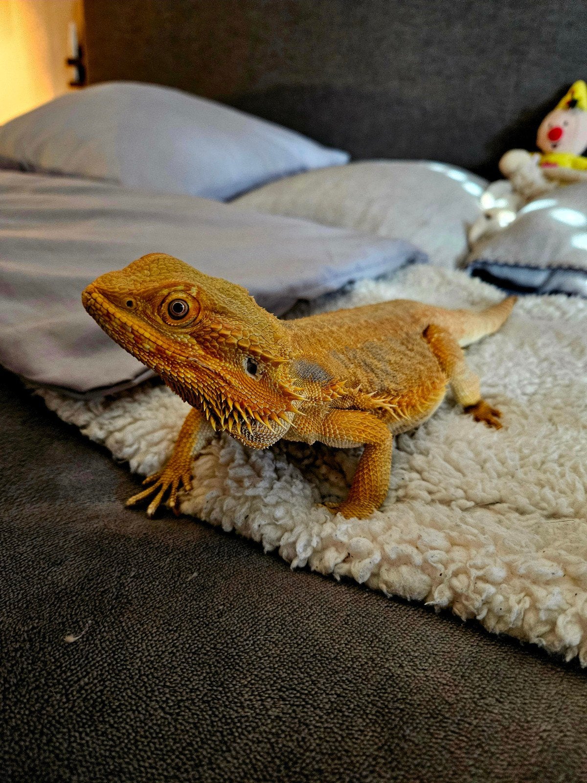 Baardagaam - Vrouw - Oranje - INCL Terrarium 100-40-50. Bearded Dragon - female for sale from Diana