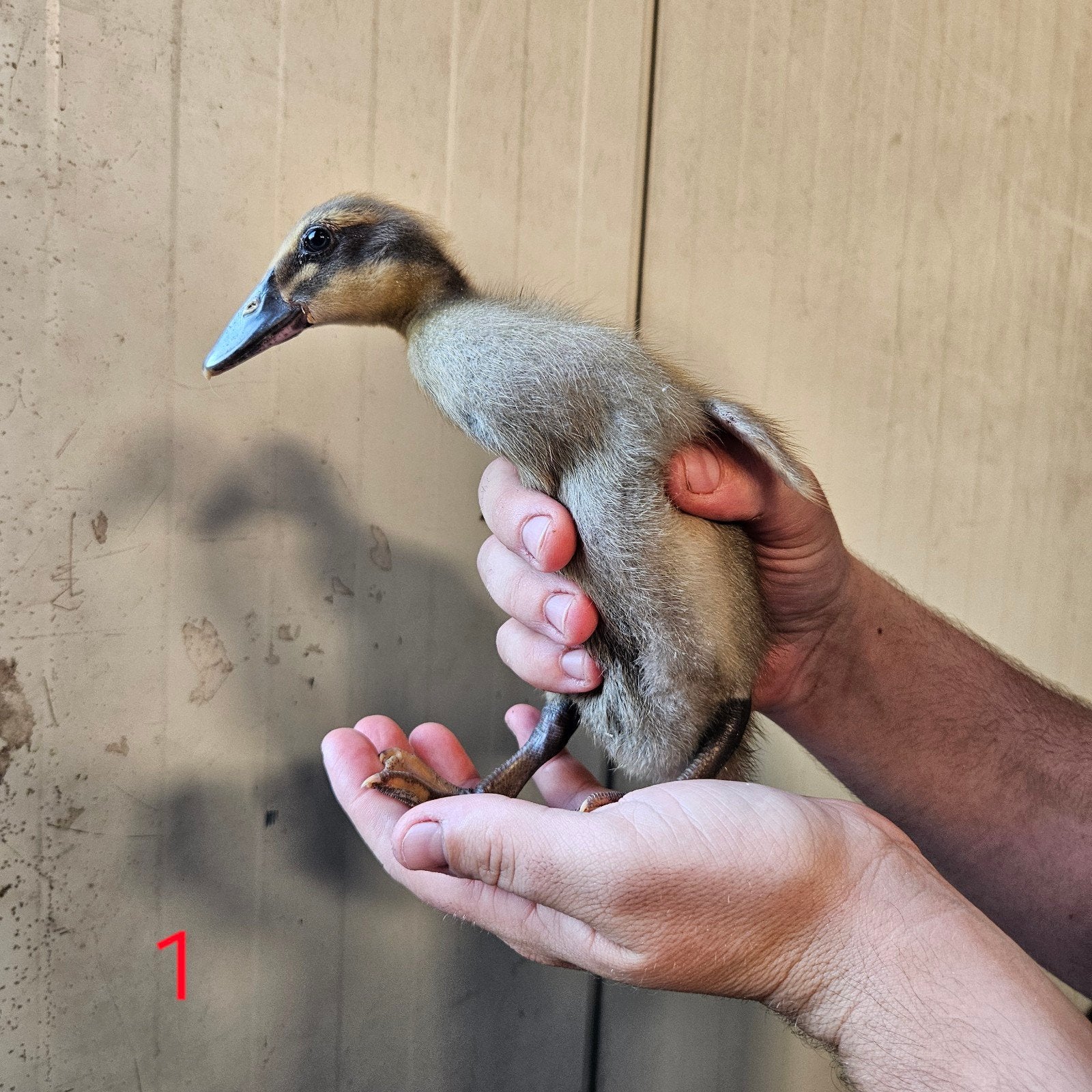 Indische loopeend kuikens, Dieren en Toebehoren, Pluimvee, Geslacht onbekend, Eend