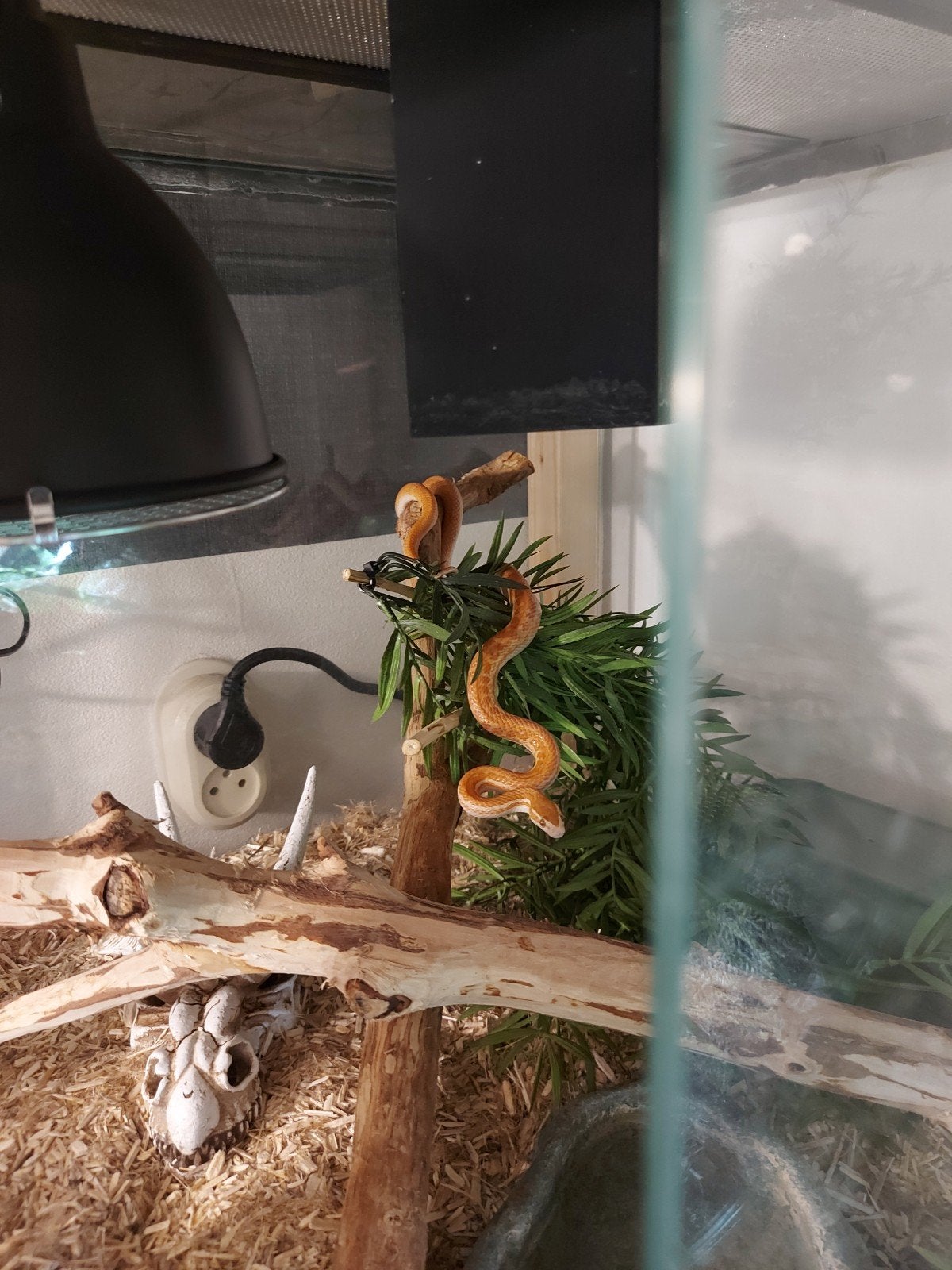 Afrikaanse huisslang, Slang, Met terrarium, 0 tot 2 jaar