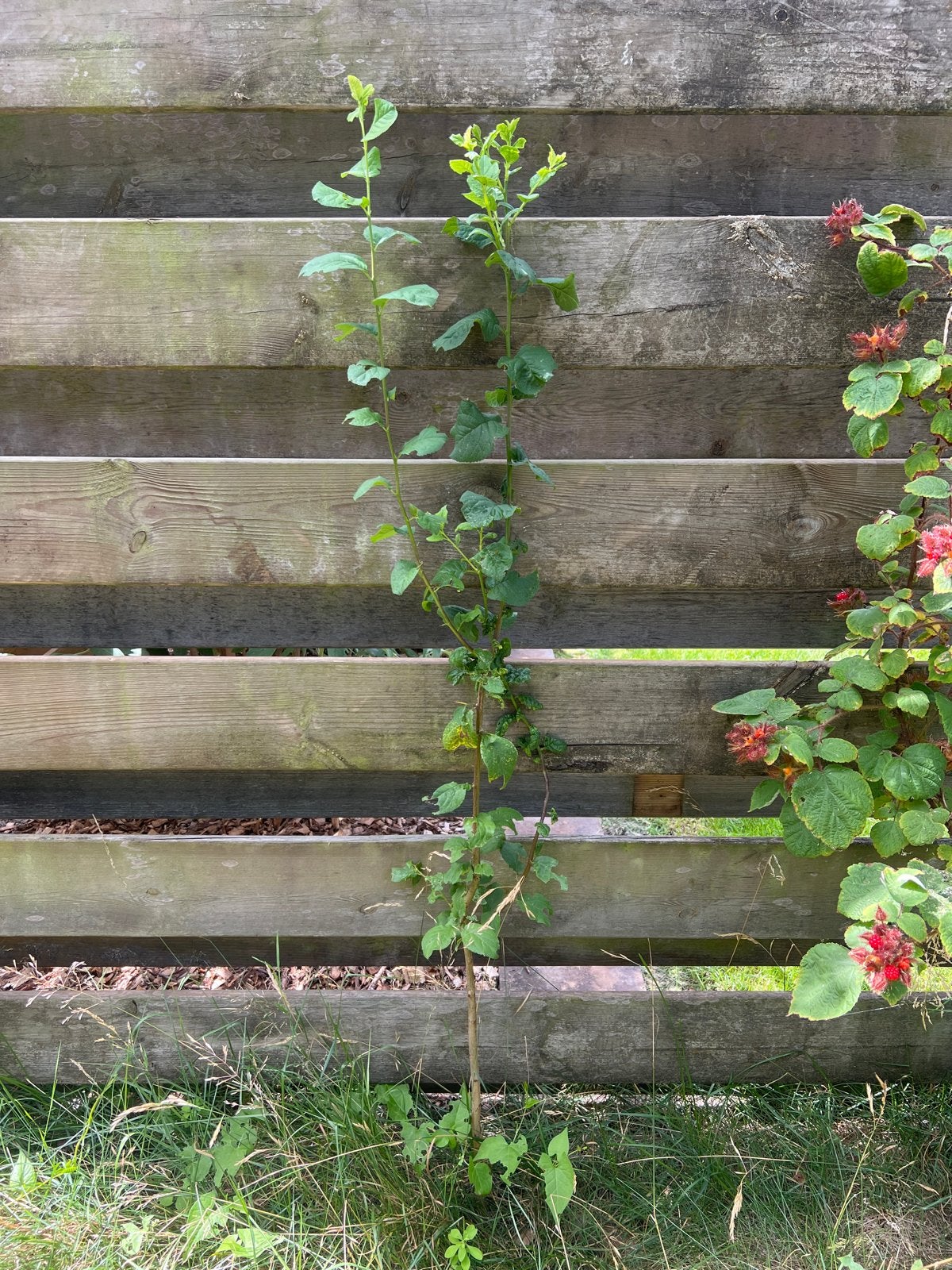 Pruimenboompje, Volle zon, Vaste plant, Zomer, Ophalen