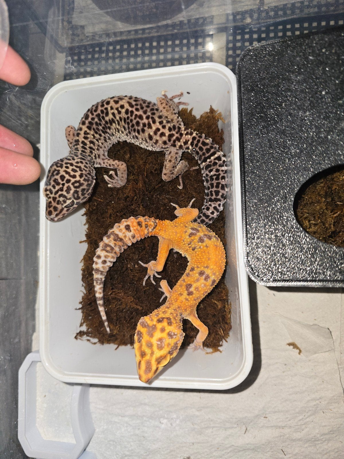 2 luipaardgekkos, Dieren en Toebehoren, Slang, 0 tot 2 jaar