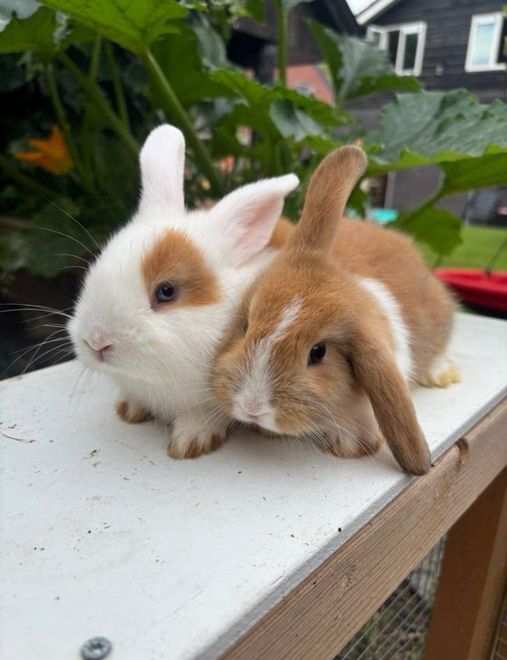 Hollander x minilop koppel 🩷🩵, Dieren en Toebehoren, Konijnen, Meerdere dieren, Middelgroot, 0 tot 2 jaar