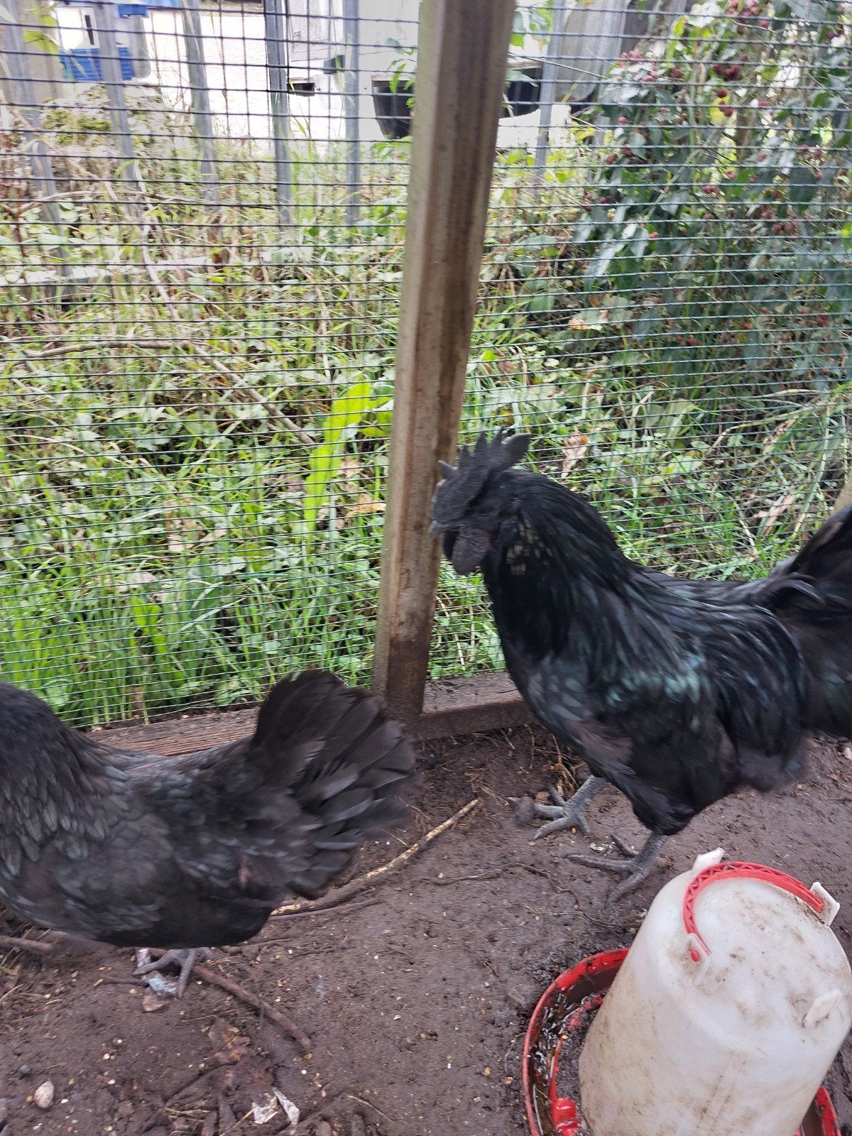 Tekoop 3kippen, Dieren en Toebehoren, Pluimvee, Meerdere dieren, Kip