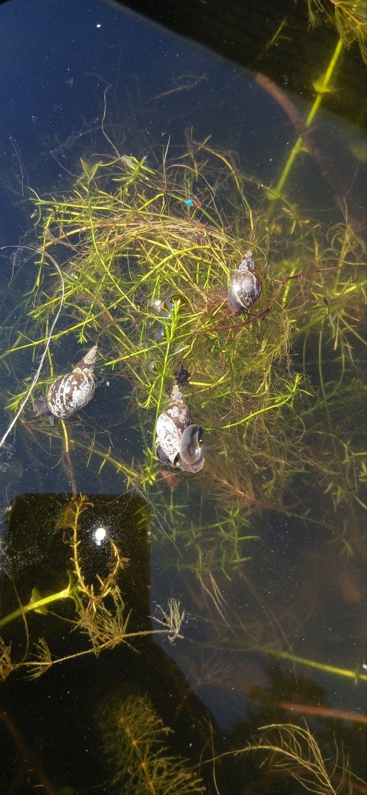 Poelslakken voor algenvrije vijver! Vijverplanten waterplant, Ophalen, Nieuw