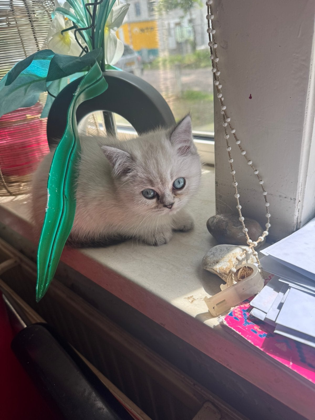 5 korte britshaar (british shorthair) kittens / kitten / kat, Dieren en Toebehoren, Katten en Kittens | Raskatten | Langhaar, Meerdere dieren