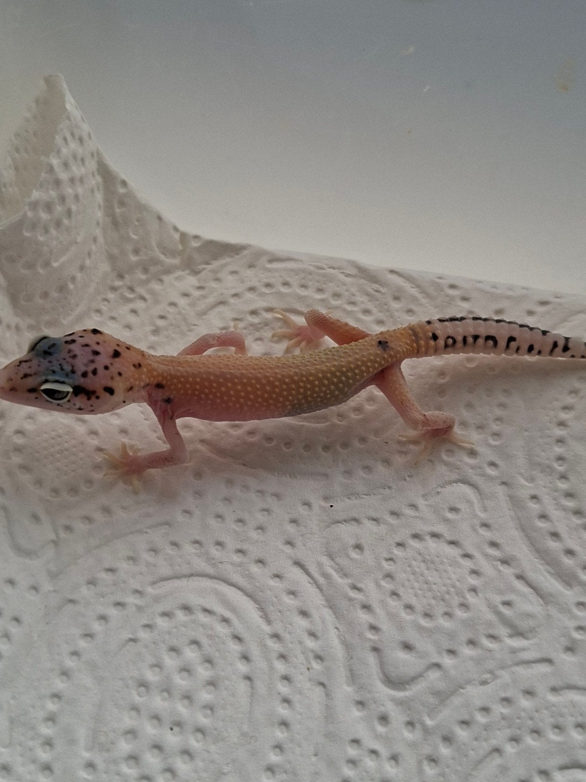 jonge luipaardgekko Leopard Gecko photo 2