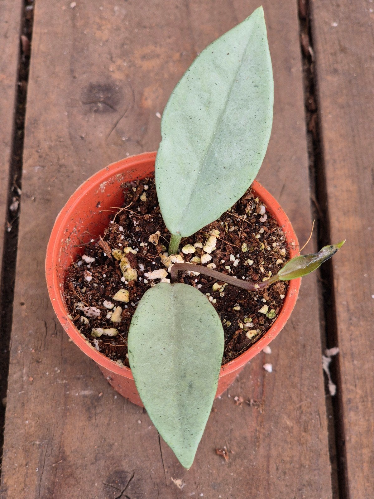 Hoya Wilbur Graves Silver p6 (1), Huis en Inrichting, Ophalen of Verzenden, Halfschaduw, Minder dan 100 cm