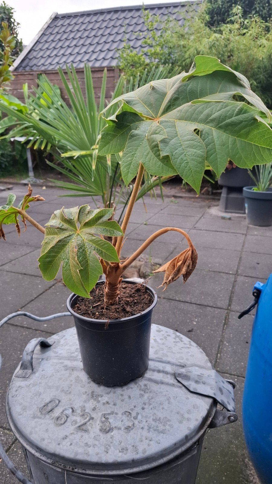rijstpapierplant(Tetrapanax), Ophalen, Overige soorten, Volle zon