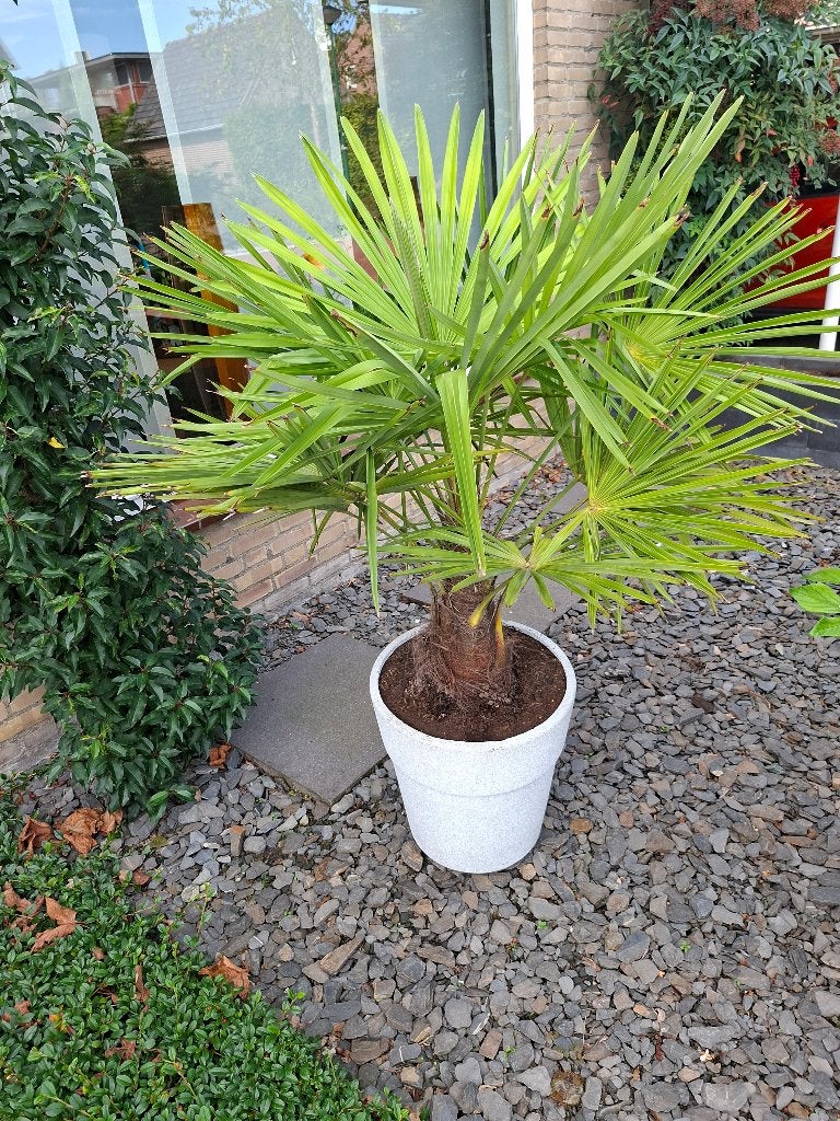 palm, Volle zon, Vaste plant, Bloeit niet, Ophalen