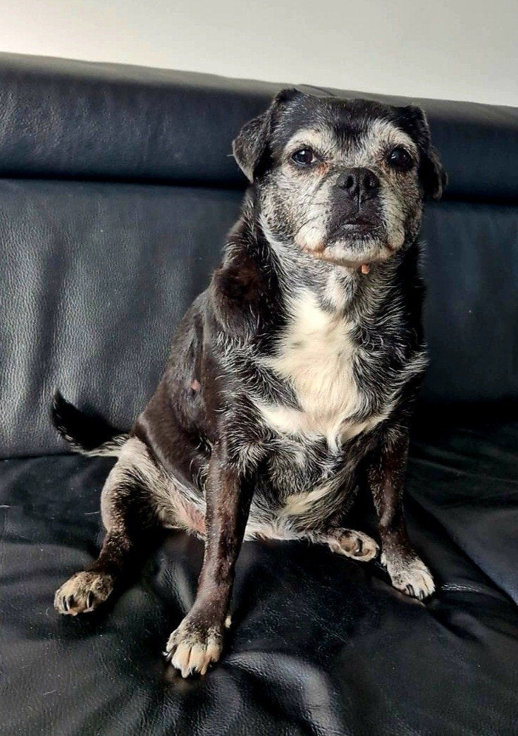 Baasje gezocht: jack russel x mops, 6 jaar of ouder, Teef, Eén hond, Nederland