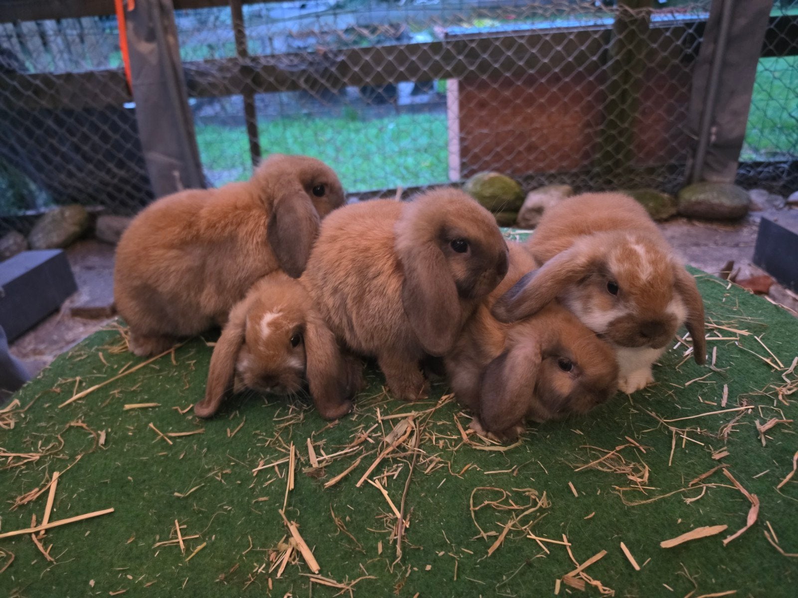 Nog een paar super lieve Nederlandse hangoordwergjes, Dieren en Toebehoren, Konijnen