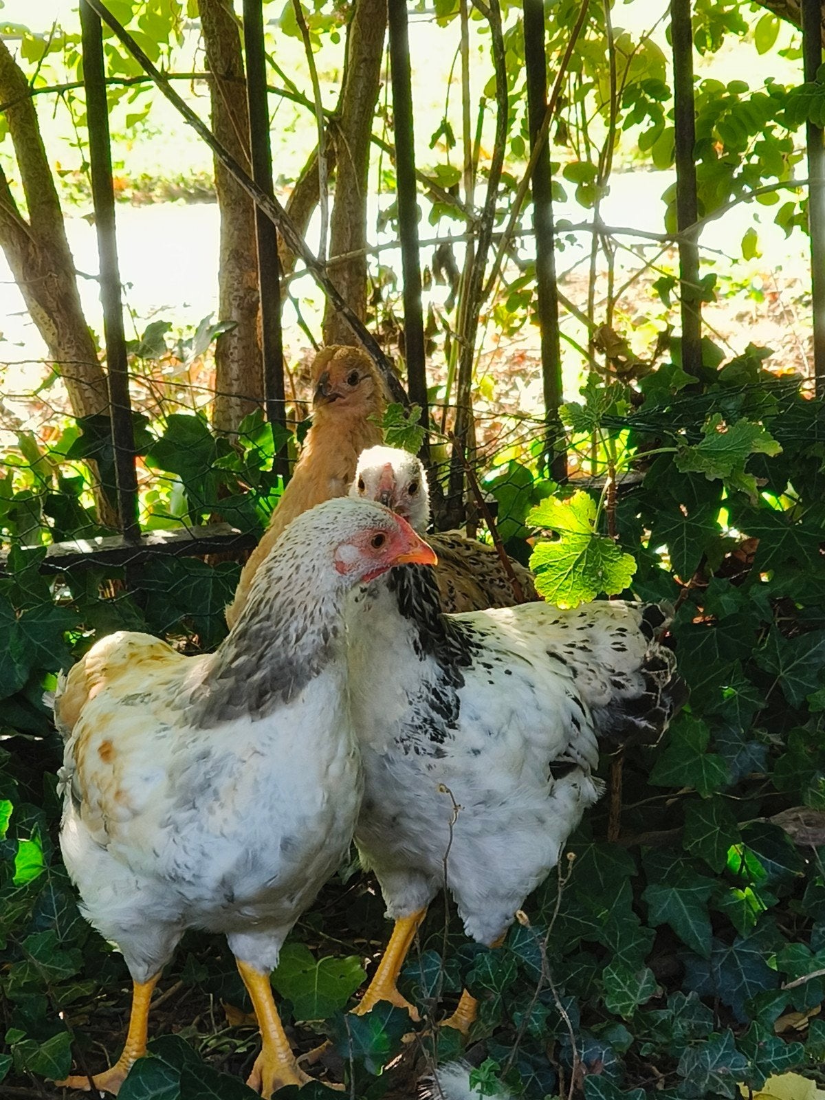 prachtige jonge Wyandotte kriel haantjes (gratis), Dieren en Toebehoren, Mannelijk, Kip