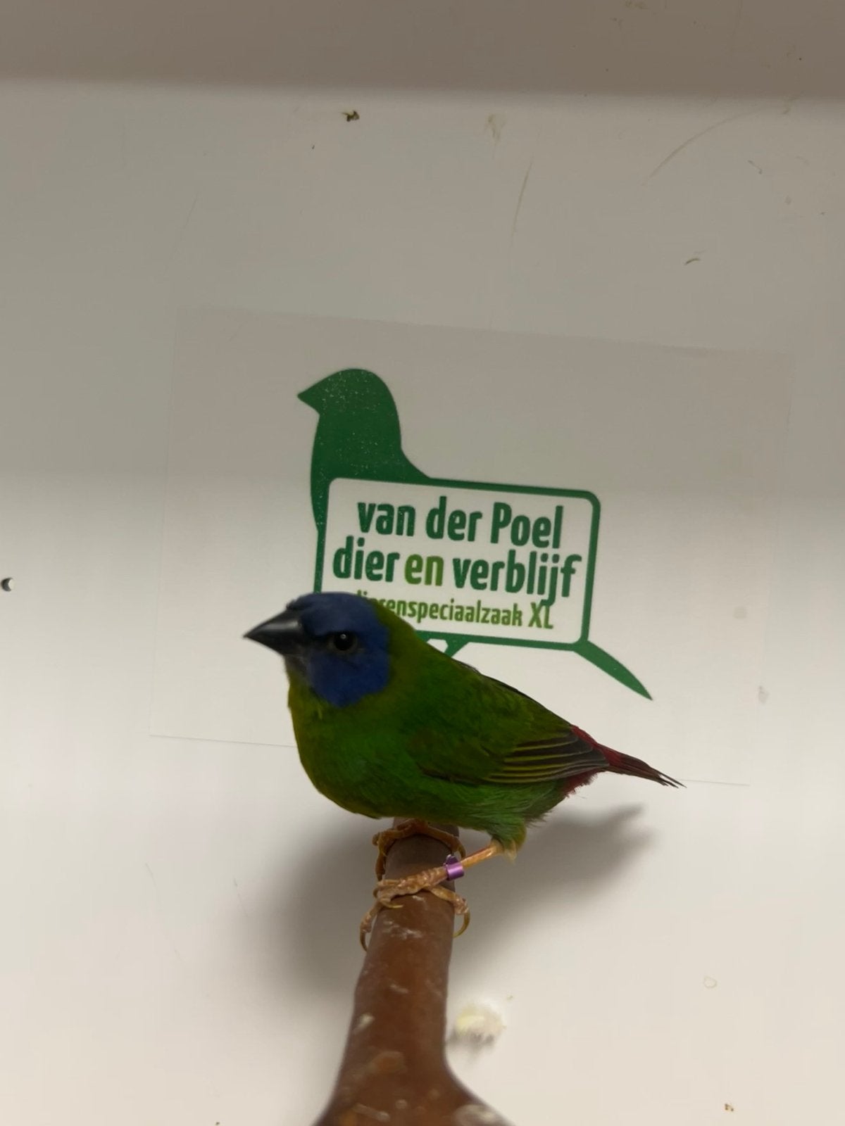 2-0 driekleur papegaai amadine, Dieren en Toebehoren, Vogels | Overige Vogels, Mannelijk, Tropenvogel, Geringd