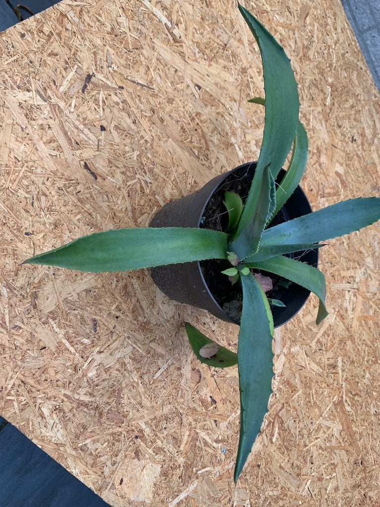 100 jarige aloe, Ophalen, Vetplant, Halfschaduw, In pot