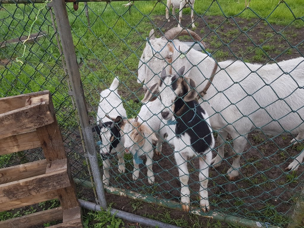 Geiten, Dieren en Toebehoren, Schapen, Geiten en Varkens, Vrouwelijk, Geit, 0 tot 2 jaar