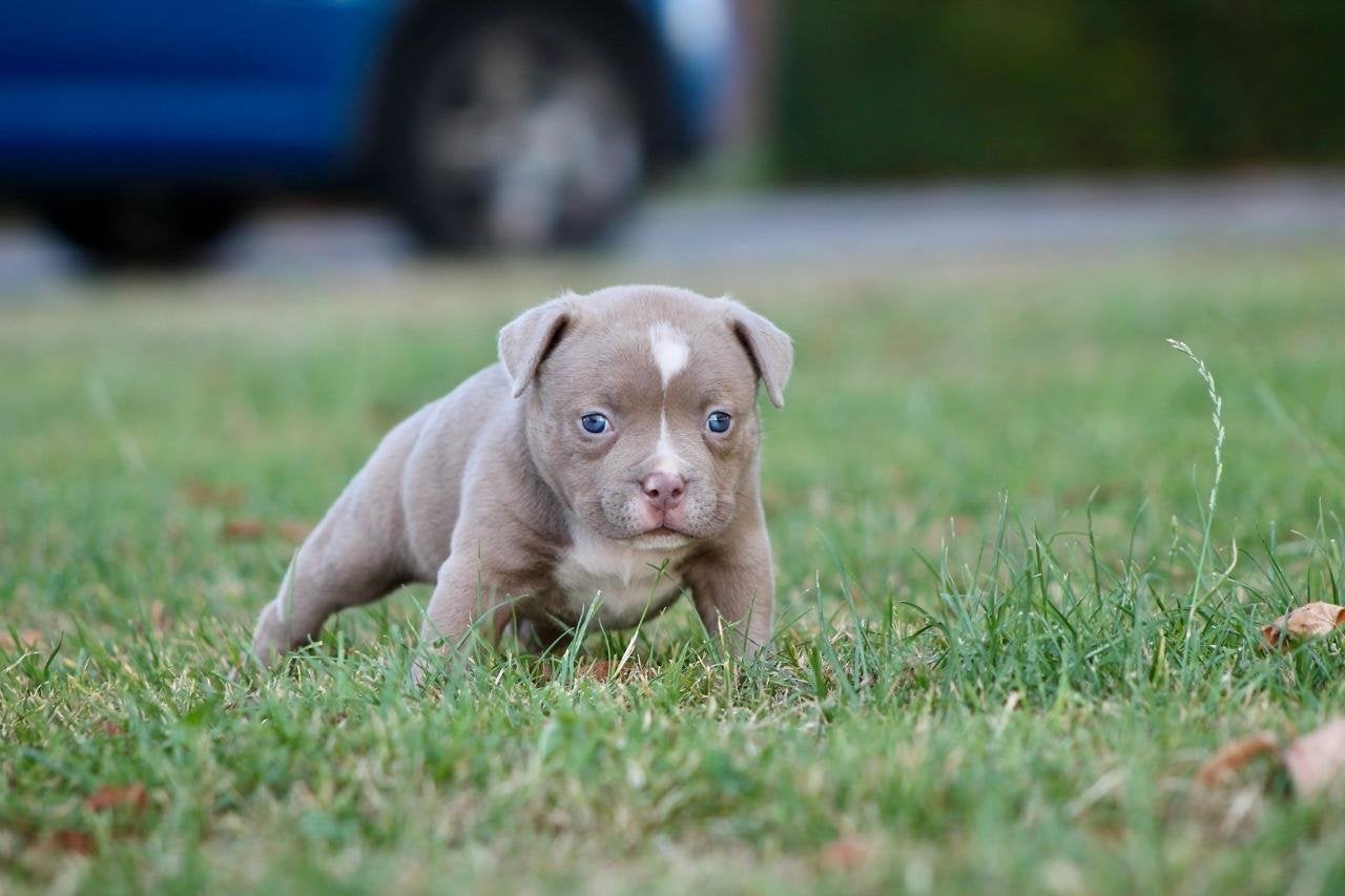 AmericanBully pocket teefjes met stamboom, België, Particulier, 8 tot 15 weken, Teef