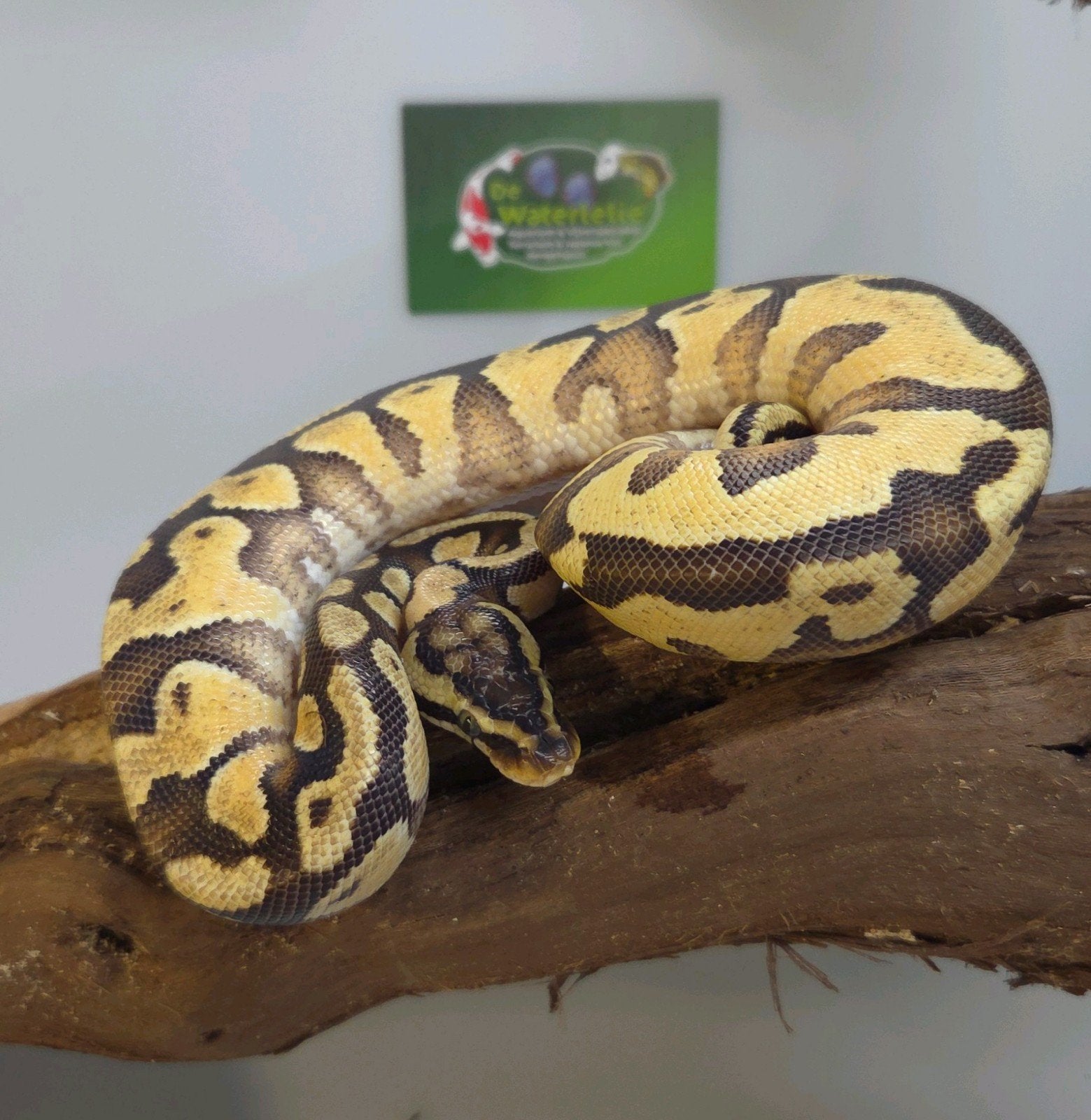 Balpython, Dieren en Toebehoren, Slang, 0 tot 2 jaar
