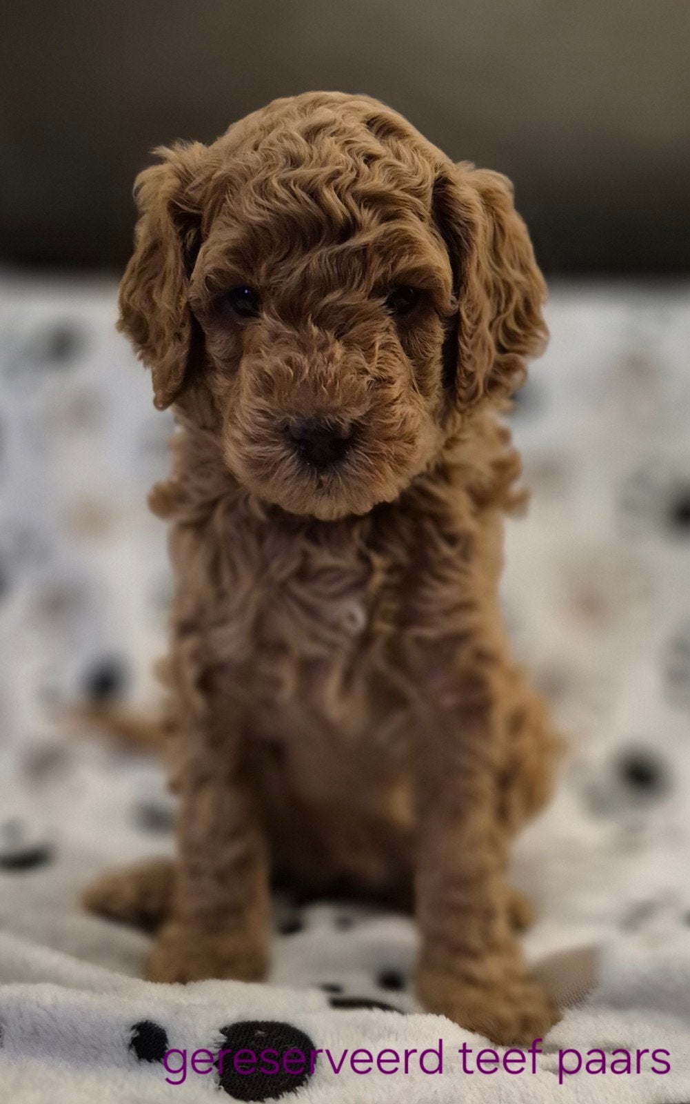 Australian Labradoodle pups, Overige rassen, CDV (hondenziekte), 8 tot 15 weken, Meerdere