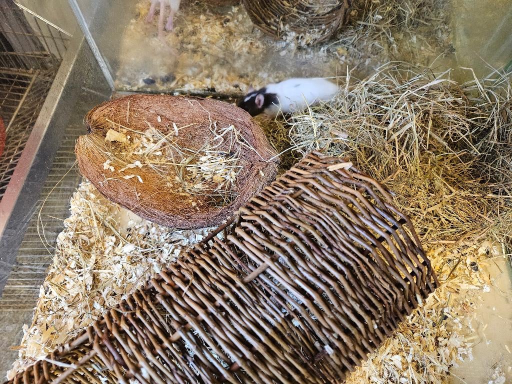 Rattus norvegicus Kleur Rat, Dieren en Toebehoren, Knaagdieren, Januari, Meerdere dieren, Rat