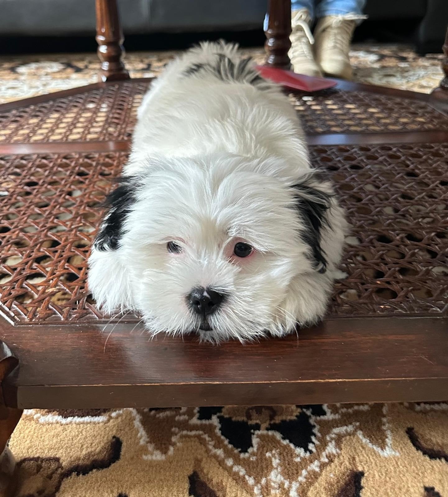 Pup 12weken, 8 tot 15 weken, Teef, Eén hond, Klein