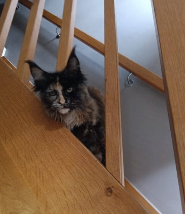 Prachtige Maine Coon poes  met stamboom XXL Russische lijnen, Poes, Met stamboom, 0 tot 2 jaar