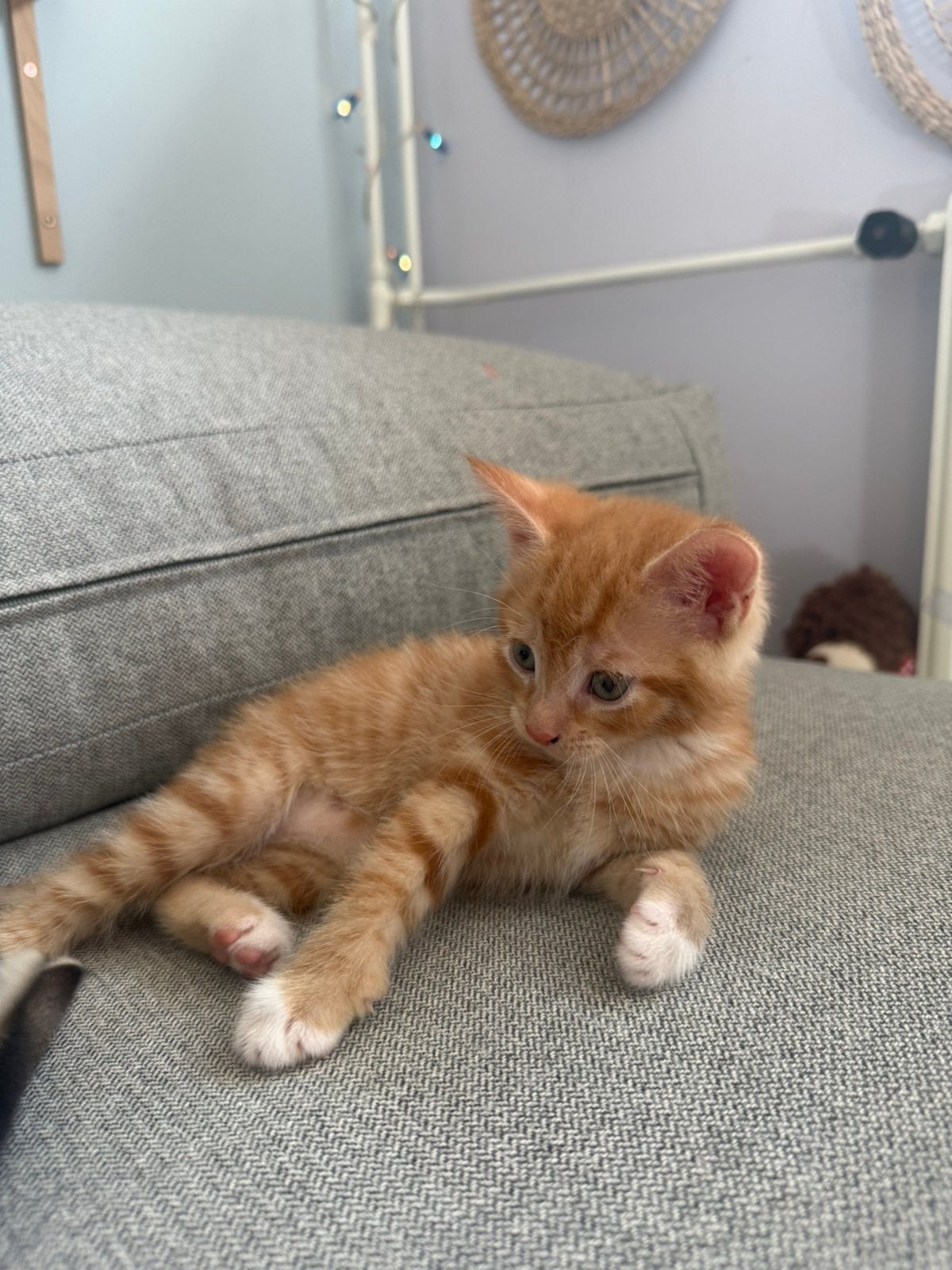 Kittens te koop!, Dieren en Toebehoren, Katten en Kittens | Overige Katten, Kortharig, Meerdere dieren