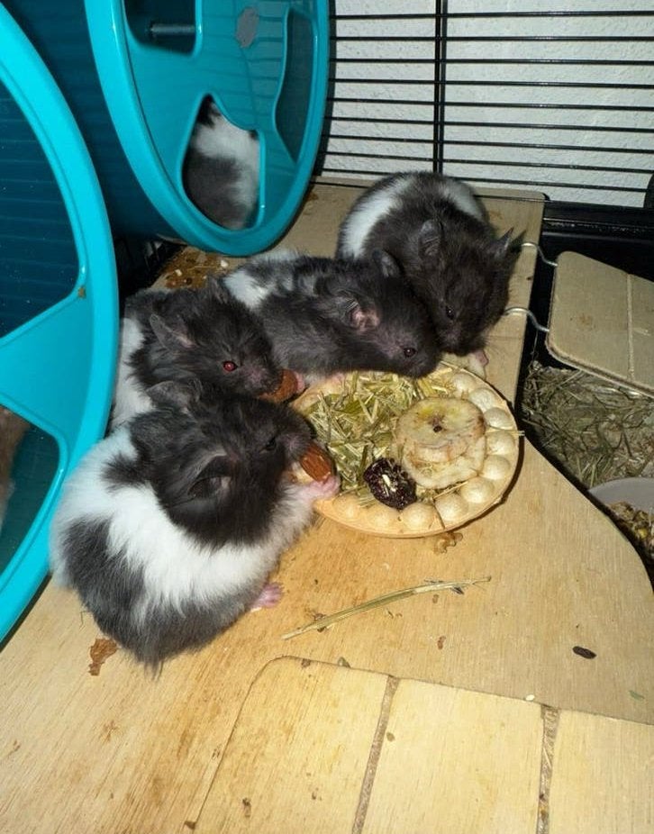 Lieve tamme goudhamsters, Dieren en Toebehoren, Hamster, Mei, Meerdere dieren, Tam