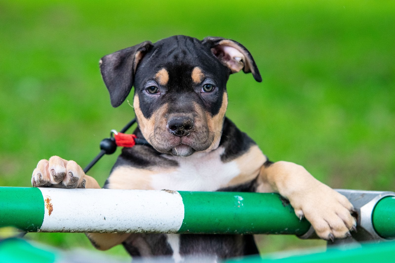 American Bully XL pups Teefje, Overige rassen, 8 tot 15 weken, Parvo, Meerdere