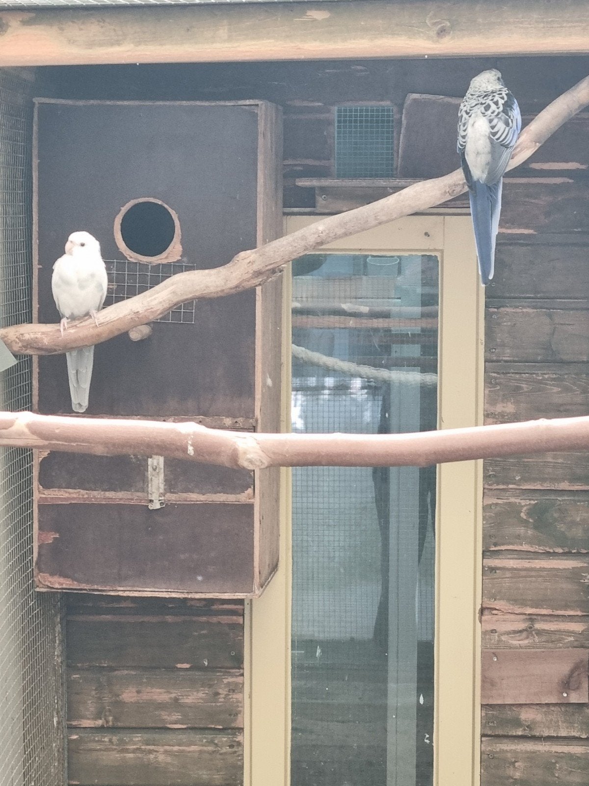 Koppel pennant rosella, Meerdere dieren, Papegaai