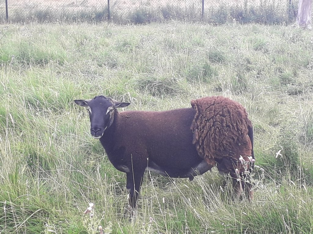 Mooie Easy care bok bijzonder kleur Agouti, Mannelijk, Schaap, 0 tot 2 jaar