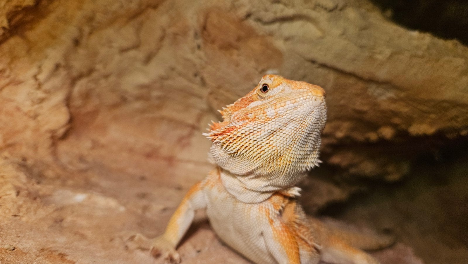 Nestje baardagamen (Pogona Vitticeps) 4 maanden oud, Ophalen