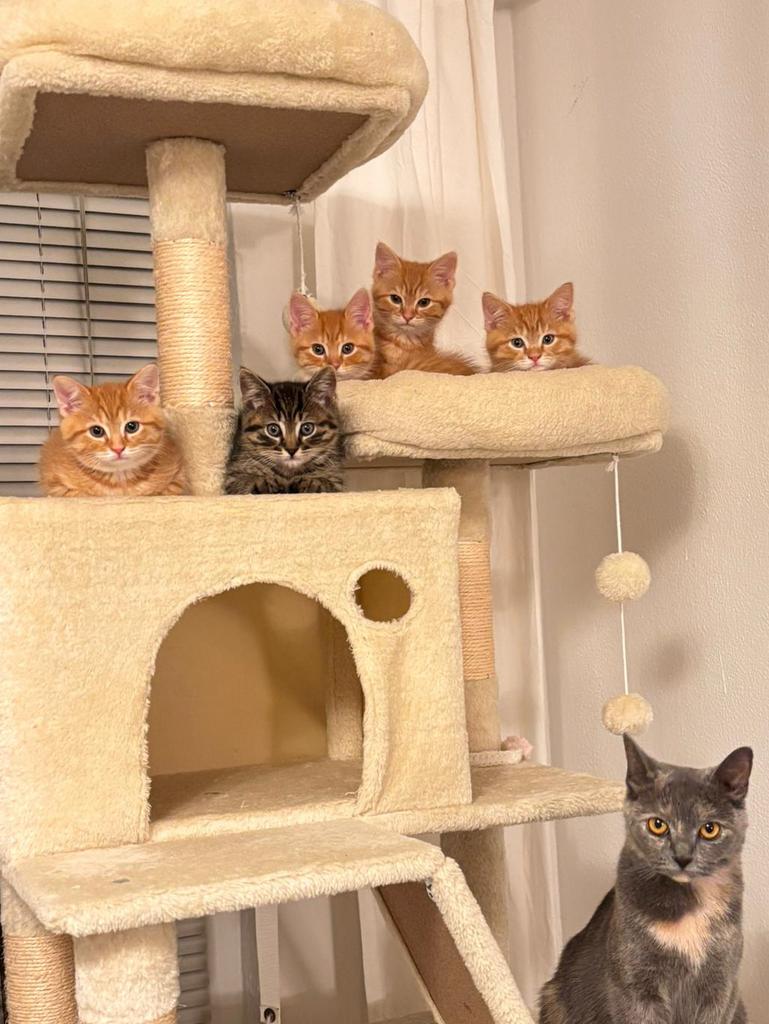 Laatste Lieve kittens (Turkse Angora X Britse Korthaar, Dieren en Toebehoren, Meerdere dieren, Ingeënt