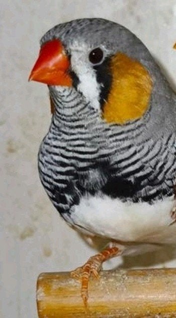 prachtige split charcoal zebravink te koop! (broedrijp), Mannelijk