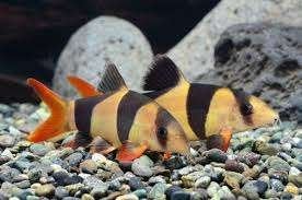 Botia macrantha - Clown Botia - slakken eter - Koidream, Vis, Zoetwatervis