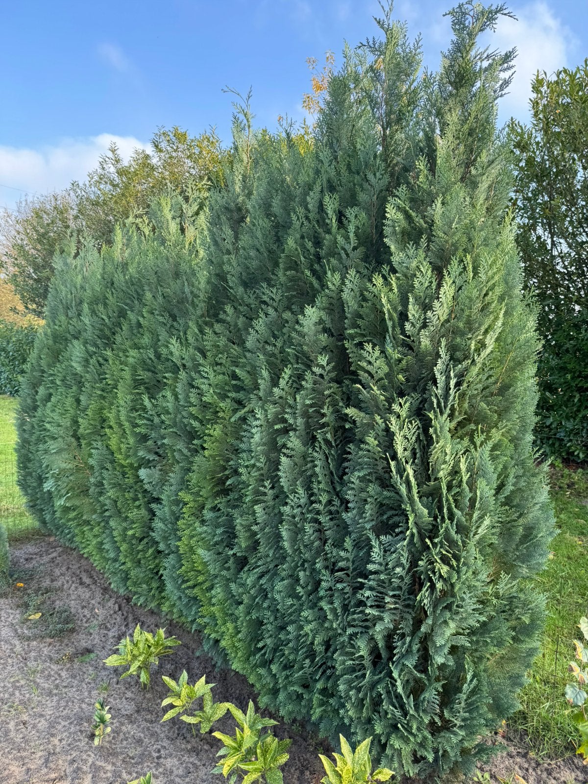 Blauwe coniferen conifeer herfst of kerst decoratie, Ophalen, Conifeer, 100 tot 250 cm