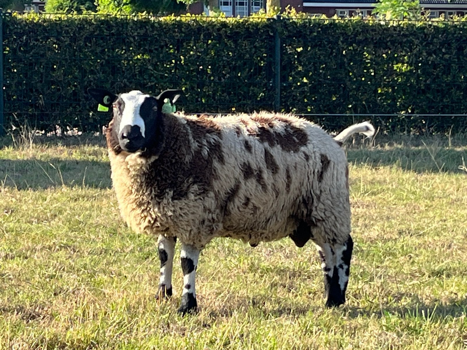 Bonte dekrammen, Mannelijk, Schaap, 0 tot 2 jaar