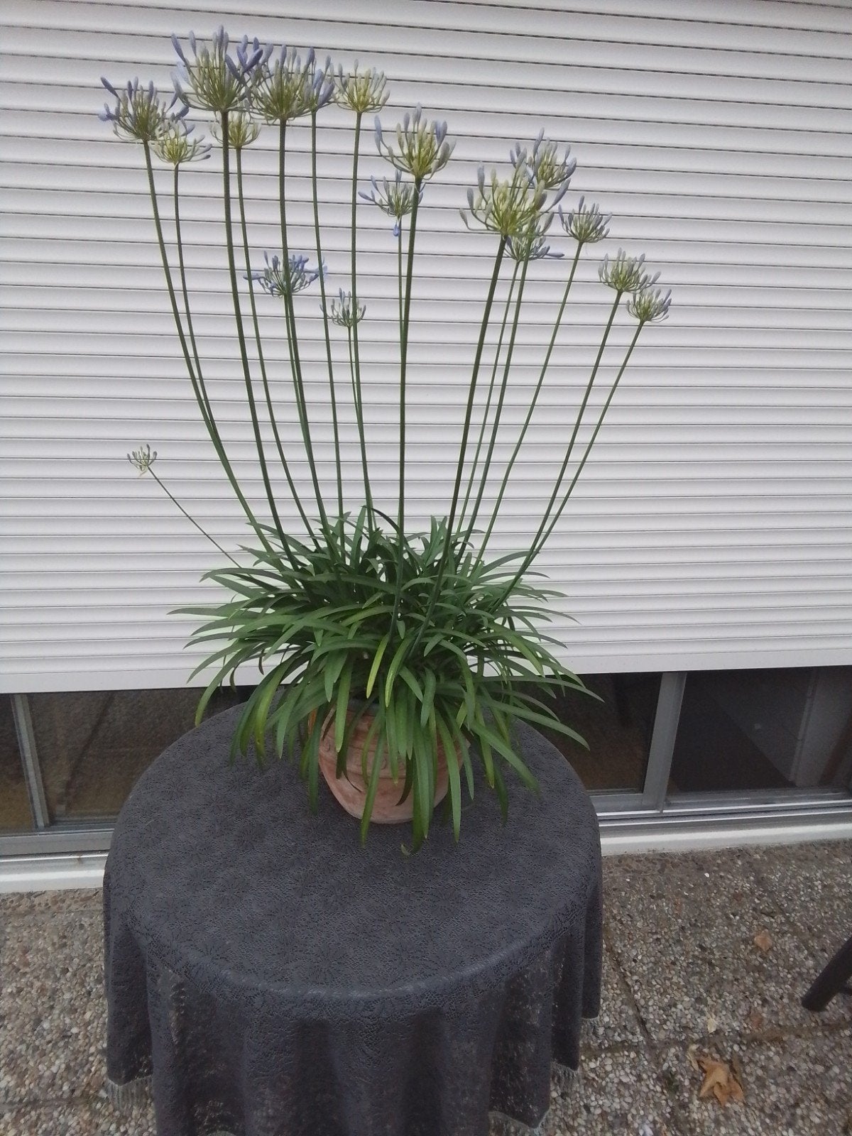 Grote Agapantus kleur lila vol in de bloemen, Ophalen of Verzenden, Overige soorten