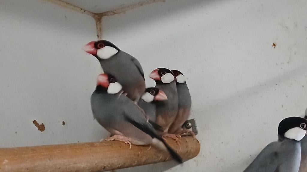 Rijstvogels, Meerdere dieren