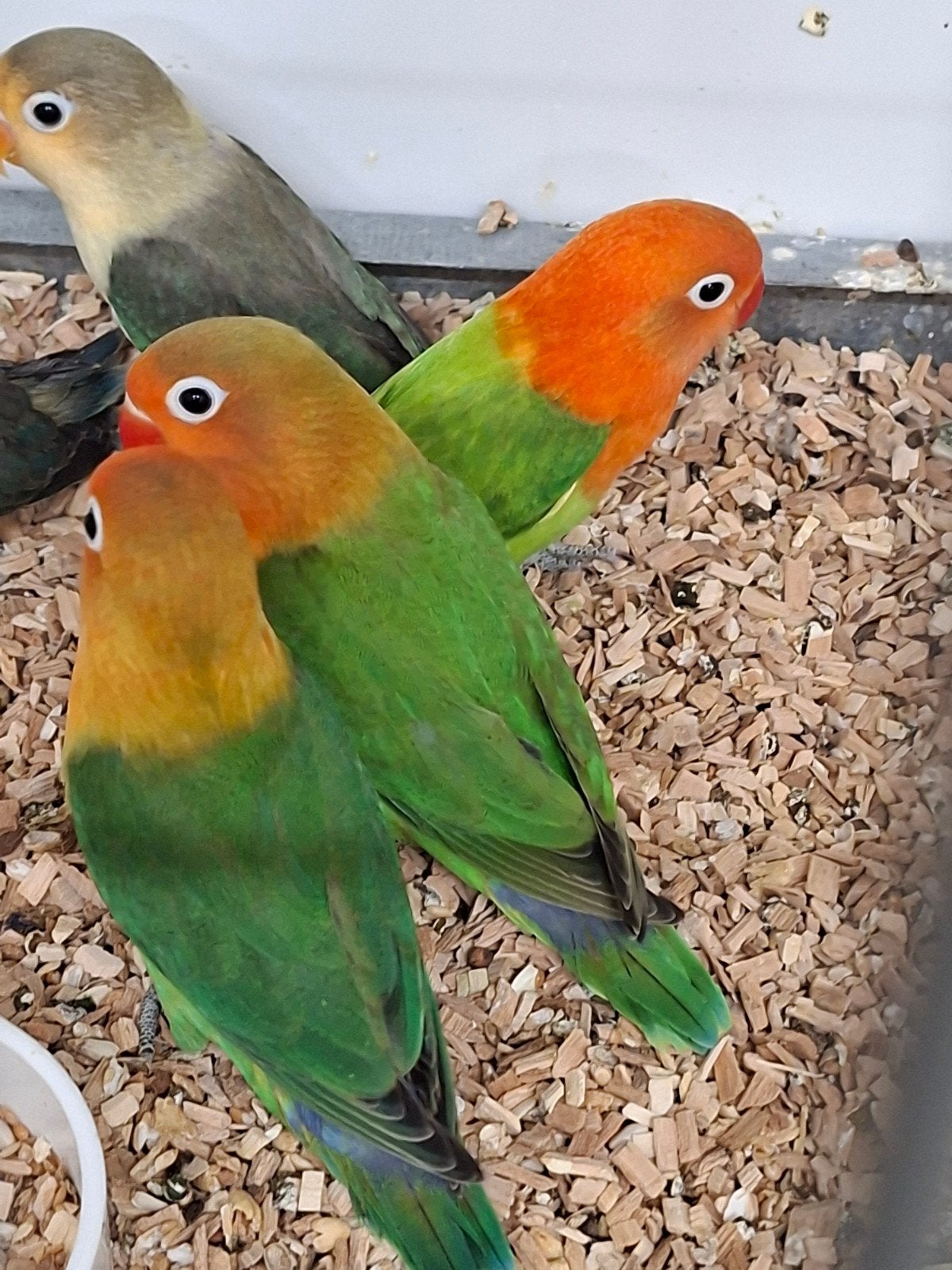 6 jonge  argapornis  fischerie, Dieren en Toebehoren, Meerdere dieren, Dwergpapegaai of Agapornis, Geringd