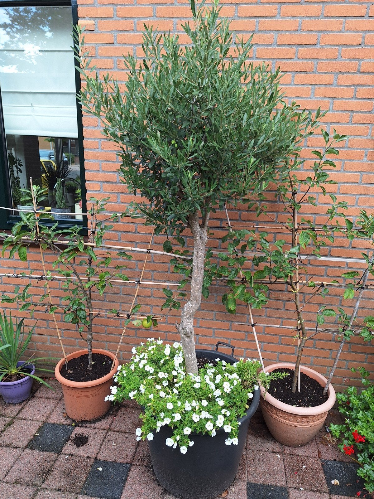 super mooie olijfboom voor een gezellige mediterrane sfeer, Tuin en Terras, Bloeit niet, 100 tot 250 cm, Olijfboom, Ophalen
