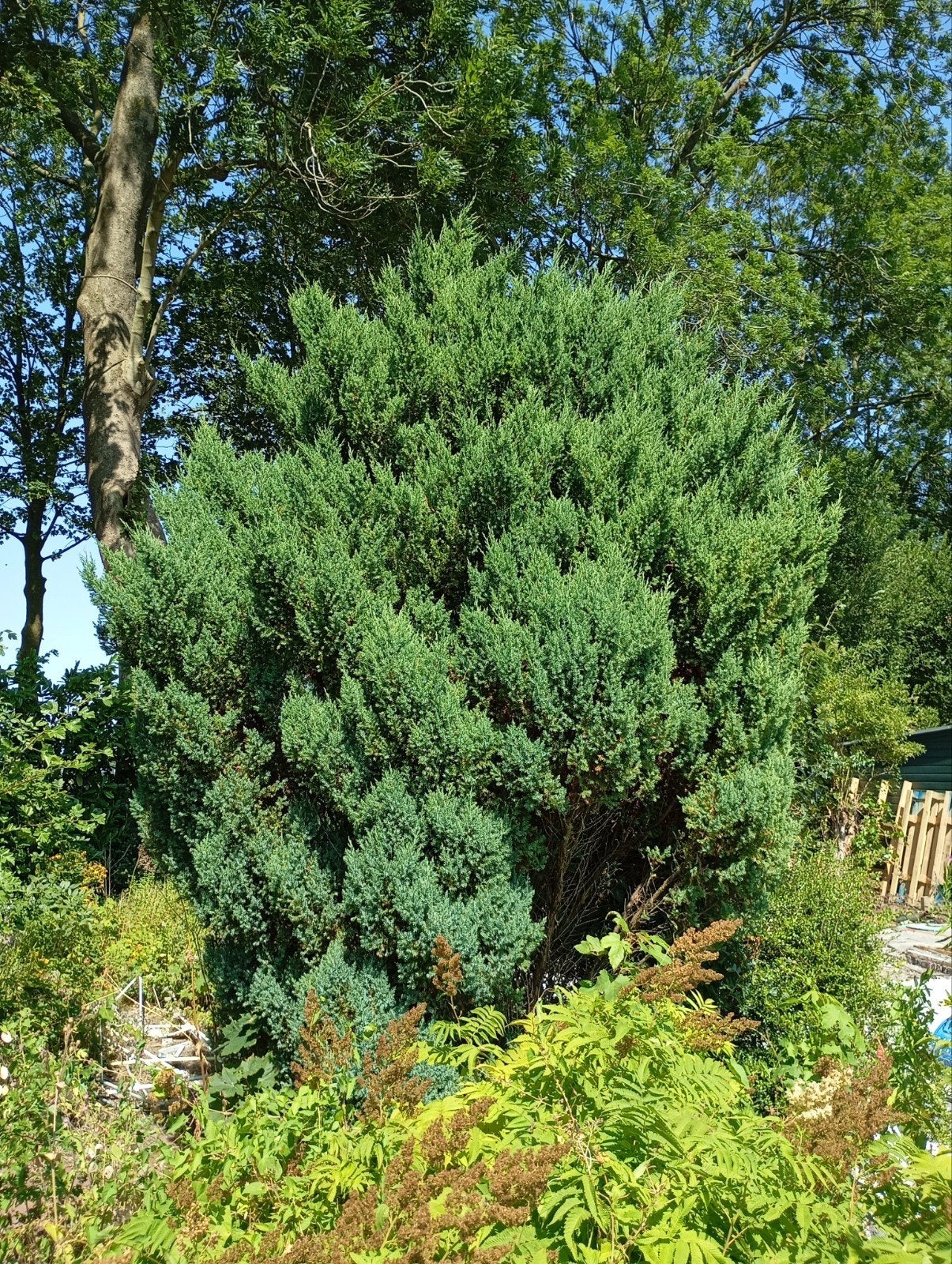 Jeneverbesstruik ongeveer 3,5 meter hoog, Tuin en Terras, Ophalen, 250 cm of meer