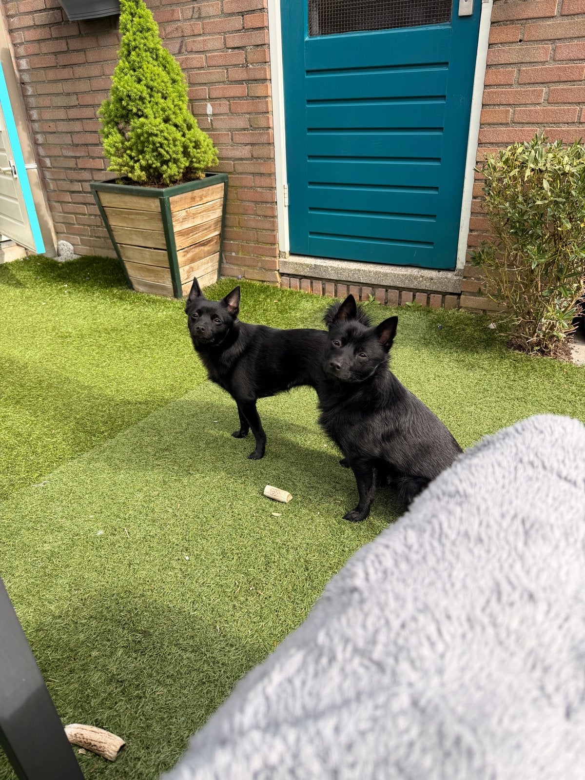 Schipperke pups verwacht – reserveren mogelijk, Overige rassen, 8 tot 15 weken, Meerdere, Meerdere dieren