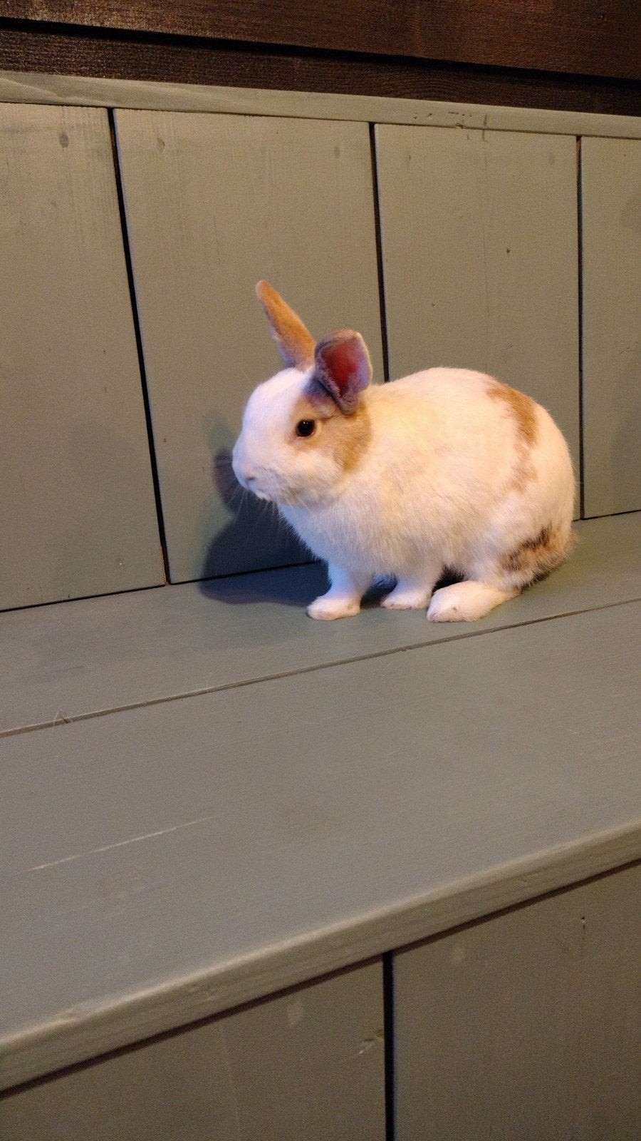 konijn, Dieren en Toebehoren, Mannelijk, Middelgroot, 0 tot 2 jaar