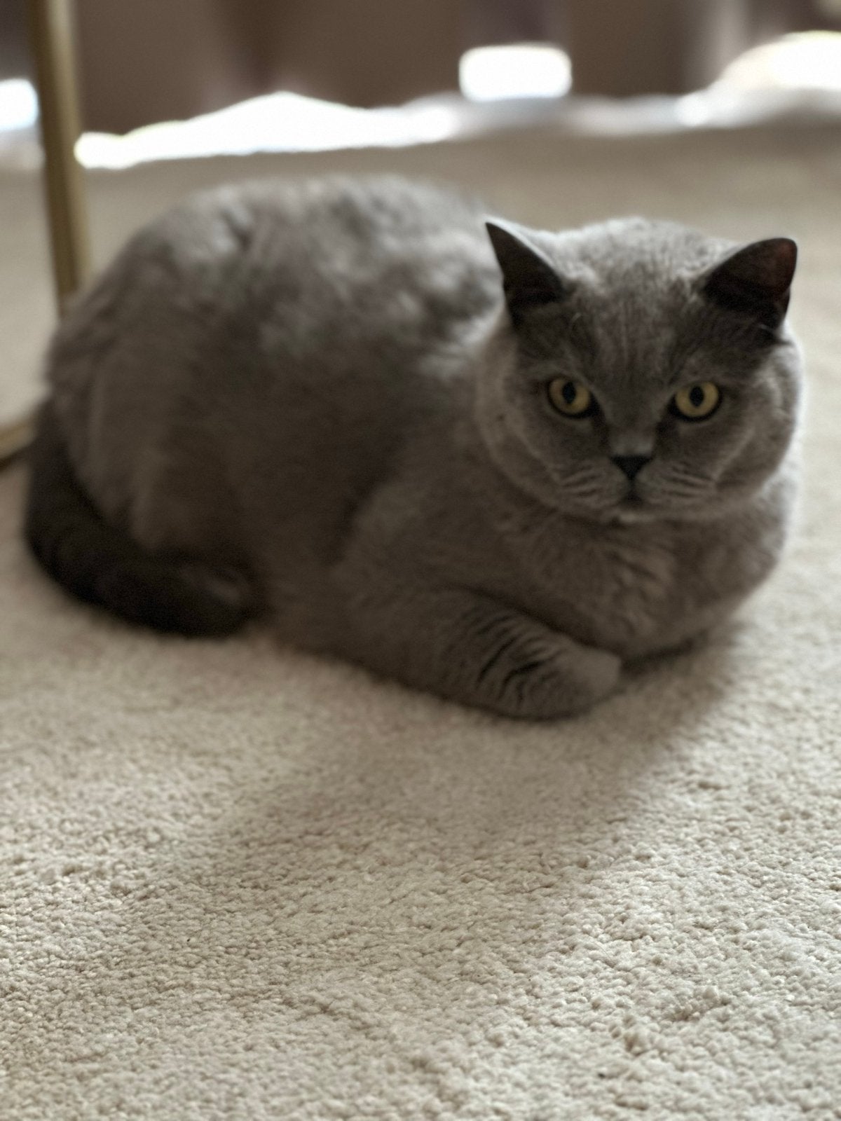Liefdevol huisje gezocht voor Britse korthaar Simba, Kater, Kortharig, 6 jaar of ouder
